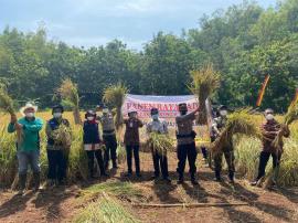 Panen Raya Padi Varietas Segreng Handayani bersama Kelompok Tani Maju Bersama