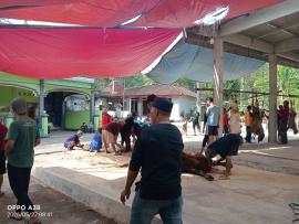 Pelaksanaan Iduladha 1447 H di Kalurahan Bohol Berjalan Lancar dan Penuh Kebersamaan