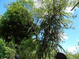 Kampung KB Ngasem Kidul Study Banding Buah Naga da