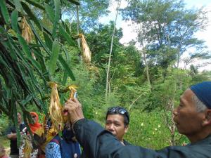 Kampung KB Ngasem Kidul Study Banding Buah Naga da