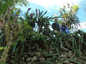 Kampung KB Ngasem Kidul Study Banding Buah Naga da